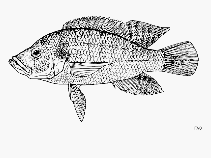Image of Serranochromis janus 