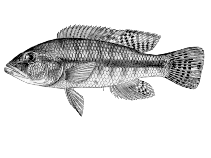 Image of Serranochromis jallae (Nembwe)