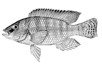 Image of Sargochromis thysi 