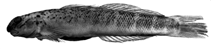 Image of Sicydium crenilabrum 