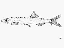 Image of Sierrathrissa leonensis (West African pygmy herring)