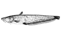 Image of Silurus mento (Kunming catfish)