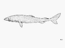 Image of Somniosus microcephalus (Greenland shark)