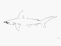 Image of Sphyrna couardi (Whitefin hammerhead)