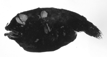 Image of Spiniphryne gladisfenae (Prickly dreamer)