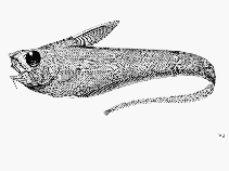Image of Sphagemacrurus grenadae (Pugnose grenadier)