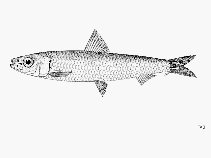 Image of Spratelloides robustus (Fringe-scale round herring)
