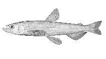 Image of Spirinchus thaleichthys (Longfin smelt)