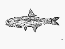 Image of Stolephorus dubiosus (Thai anchovy)