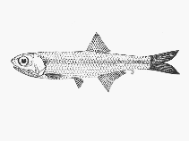 Image of Stolephorus holodon (Natal anchovy)