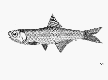 Image of Stolephorus pacificus (Pacific anchovy)