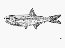 Image of Stolephorus tri (Spined anchovy)