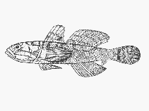 Image of Sufflogobius bibarbatus (Pelagic goby)