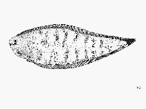 Image of Symphurus atricauda (California tonguefish)