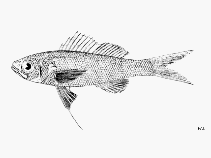 Image of Symphysanodon berryi (Slope bass)