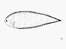 Image of Symphurus prolatinaris (Halfstriped tonguefish)