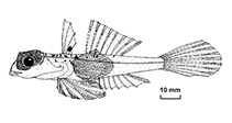 Image of Synchiropus richeri (Richer’s dragonet)