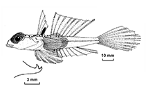 Image of Synchiropus richeri (Richer’s dragonet)