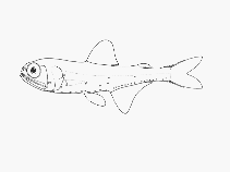 Image of Symbolophorus rufinus 