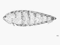 Image of Symphurus septemstriatus (Sevenband tonguesole)