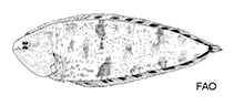 Image of Symphurus varius (Mottled tonguefish)