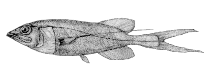 Image of Talismania bifurcata (Threadfin slickhead)