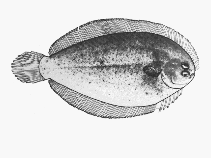 Image of Taratretis derwentensis (Derwent flounder)