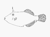 Image of Thamnaconus arenaceus (Sandy filefish)