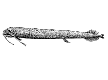 Image of Thysanactis dentex (Broomfin dragonfish)