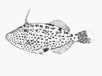 Image of Thamnaconus fajardoi (Spotted filefish)