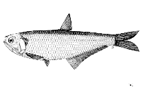 Image of Thrissina whiteheadi (Whitehead\