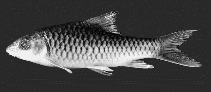 Image of Tor tambroides (Thai mahseer)