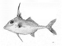 Image of Tripodichthys angustifrons (Black-flag tripodfish)