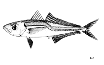 Image of Trachurus capensis (Cape horse mackerel)