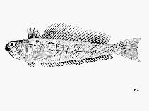 Image of Trachinus collignoni (Sailfin weever)