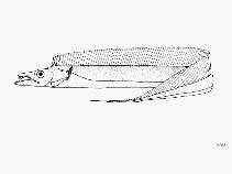 Image of Trichiurus gangeticus (Ganges hairtail)