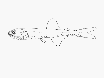 Image of Triphoturus nigrescens (Highseas lampfish)