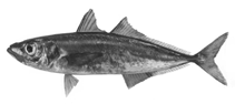 Image of Trachurus symmetricus (Pacific jack mackerel)