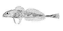 Image of Triglops xenostethus (Scaly breasted sculpin)