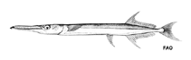 Image of Tylosurus punctulatus (Spotted long-tom)