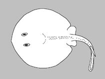 Image of Urolophus circularis (Circular stingaree)