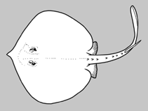Image of Urotrygon peruanus (Peruvian stingray)