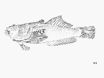 Image of Uranoscopus albesca (Longspine stargazer)
