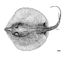 Image of Spinilophus armatus (New Ireland stingaree)