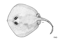 Image of Urolophus kaianus (Kai stingaree)