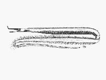 Image of Venefica proboscidea (Whipsnout sorcerer)