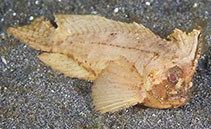 Image of Ablabys macracanthus (Spiny waspfish)