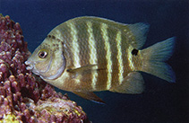 Image of Abudefduf sordidus (Blackspot sergeant)