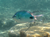 Image of Abudefduf sparoides (False-eye sergeant)