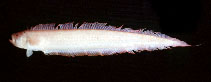 Image of Acanthocepola abbreviata (Bandfish)